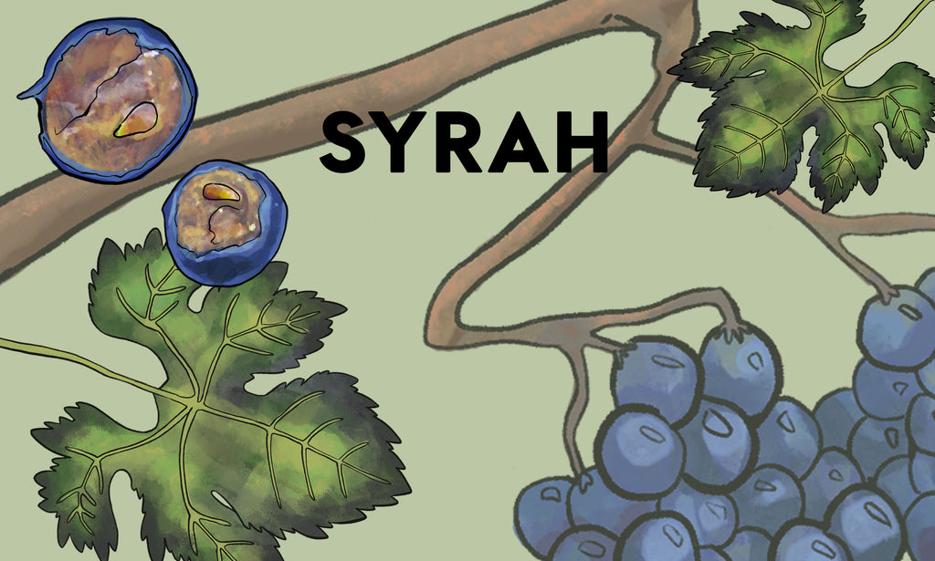 Wine Grapes: Syrah