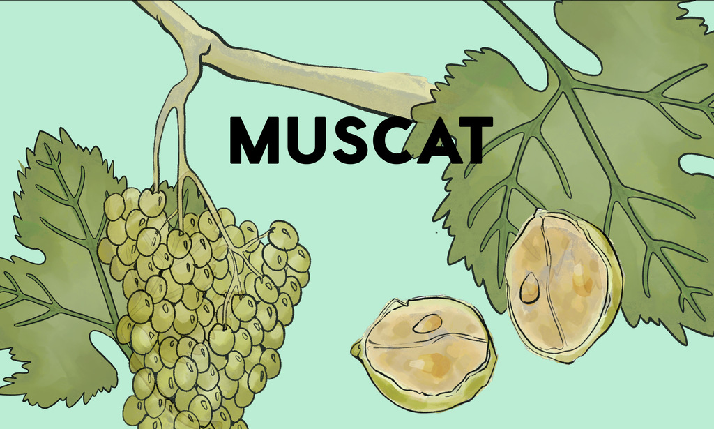 Wine Grapes: Muscat