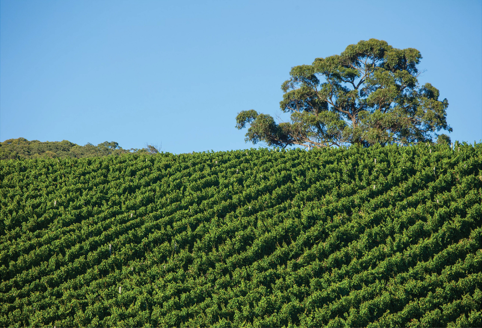 Sexton Vineyard Chardonnay