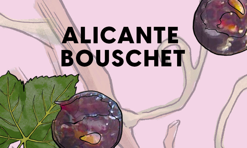 Wine Grapes: Alicante Bouschet