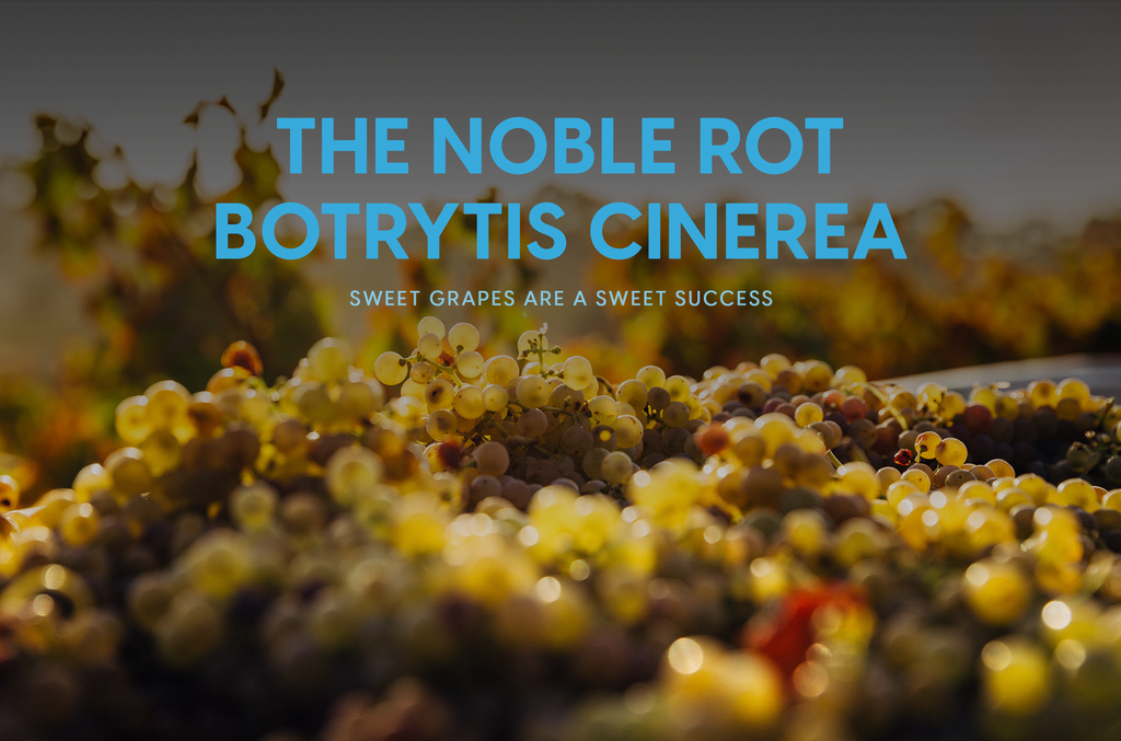 The Noble Rot, Botrytis Cinerea