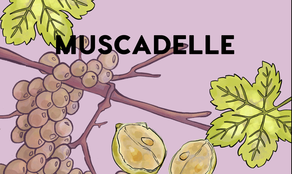 Wine Grapes: Muscadelle