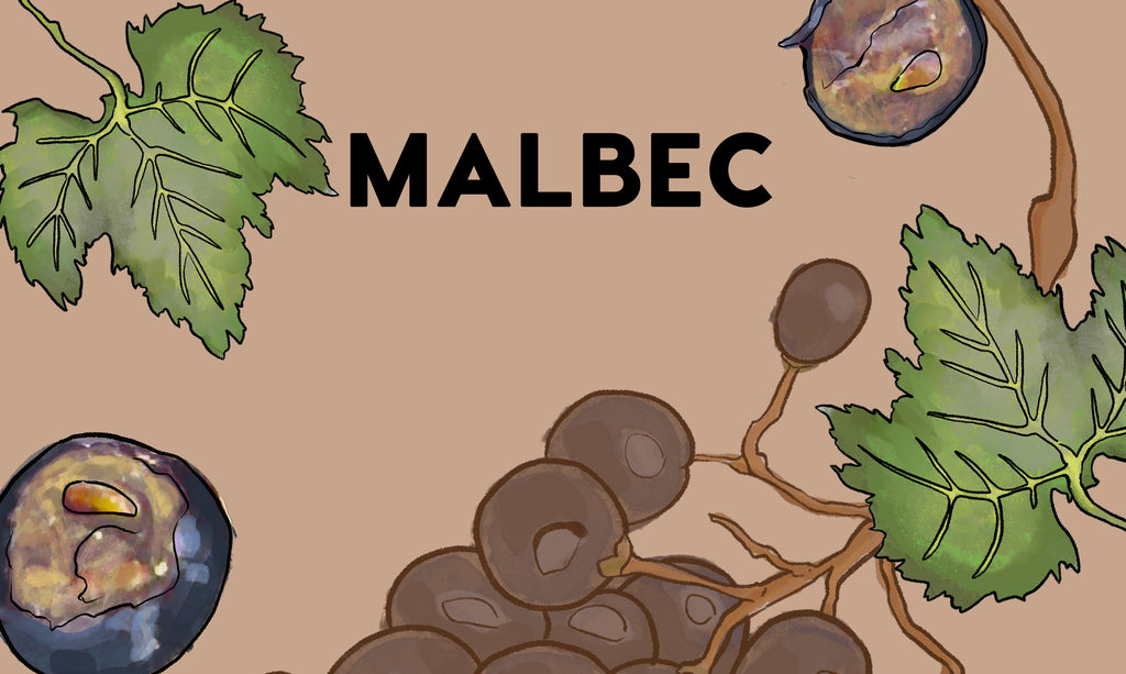 Wine Grapes: Malbec