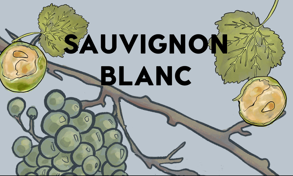 Wine Grapes: Sauvignon Blanc
