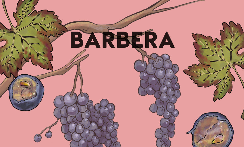 Wine Grapes: Barbera