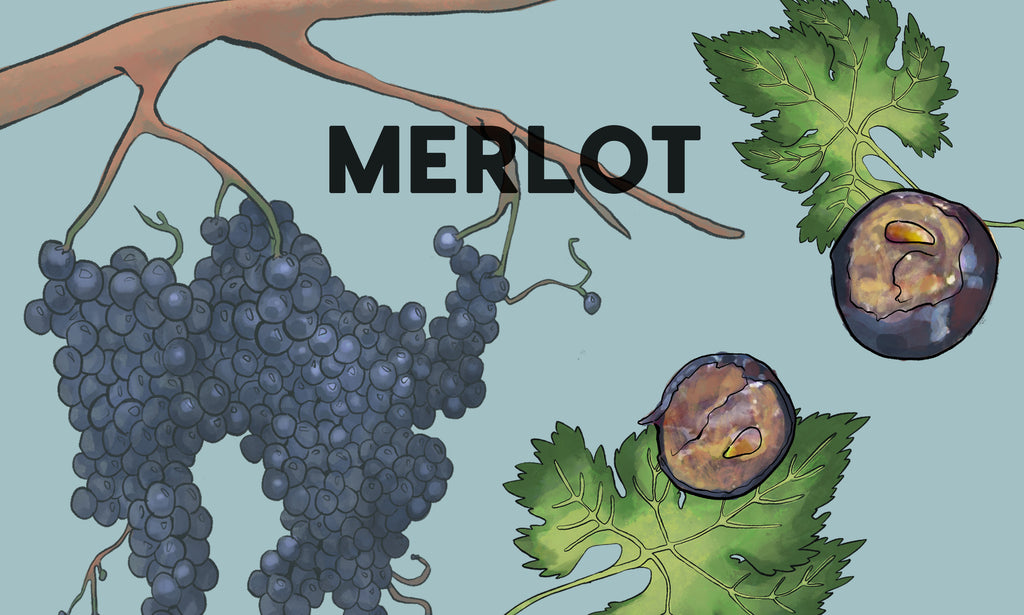 Wine Grapes: Merlot