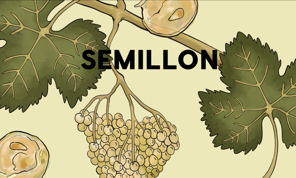 Wine Grapes: Semillon
